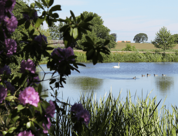 Svane_voldgrav_1200x1080